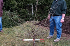 Winterschnitt-2008-13