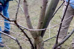 Winterschnitt-2008-18