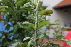 Sommerschnitt-2008-03