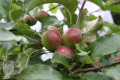 Sommerschnitt-2008-05