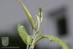 Sommerschnitt-2008-07