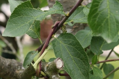 Sommerschnitt-2008-24