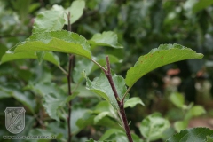 Sommerschnitt-2008-27