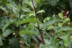 Sommerschnitt-2008-28