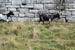 ogv_bodensee_15_-069_800