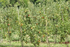 ogv_bodensee_15_-077_800