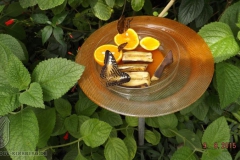 ogv_bodensee_15_-078_800