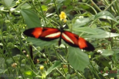 ogv_bodensee_15_-079_800