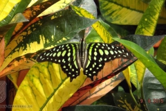 ogv_bodensee_15_-080_800