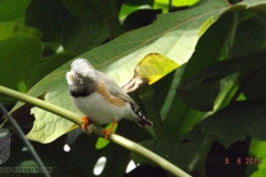 ogv_bodensee_15_-081_800