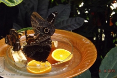 ogv_bodensee_15_-082_800