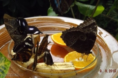 ogv_bodensee_15_-083_800