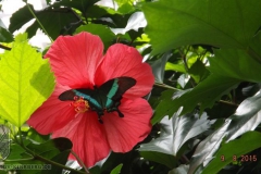 ogv_bodensee_15_-086_800