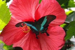 ogv_bodensee_15_-087_800