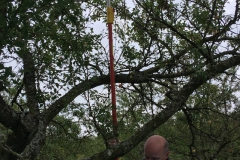 Mirabellen-2019-07