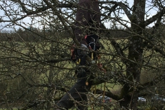 Baumschnitt-2020-Einsatz-07