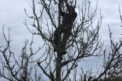 Baumschnitt-2020-Einsatz-10