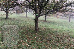 Baumbeschilderung_2023-01