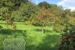 Baumkontrolle_2023-01