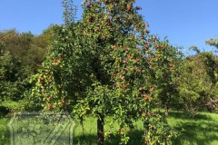 Baumkontrolle_2023-02