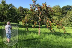 Baumkontrolle_2023-03