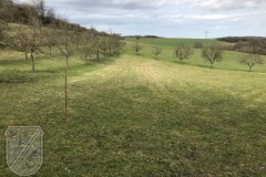 Baumpflanzung-2023-01