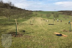 Baumpflanzung-2023-02