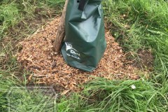 Baumscheiben_2023-03