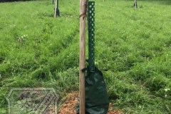 Baumscheiben_2023-05