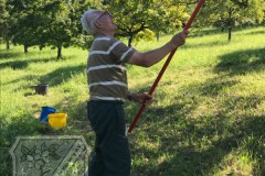 Birnenernte_2023-03