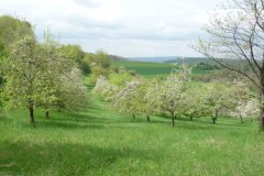 2025-Tag-der-Streuobstwiese-03