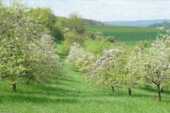 2025-Tag-der-Streuobstwiese-04