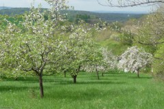 2025-Tag-der-Streuobstwiese-05