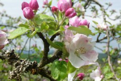 2025-Tag-der-Streuobstwiese-06