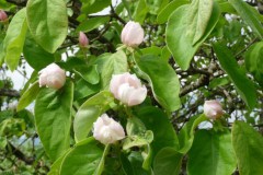 2025-Tag-der-Streuobstwiese-07