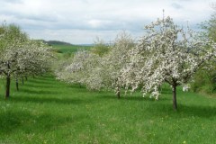 2025-Tag-der-Streuobstwiese-08