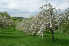 2025-Tag-der-Streuobstwiese-09