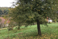 2025_Obsternte_Oktober-01