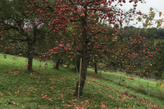 2025_Obsternte_Oktober-02