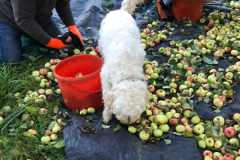 2025_Obsternte_Oktober-03