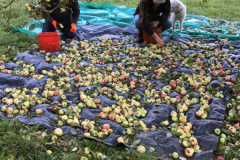 2025_Obsternte_Oktober-04