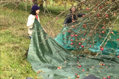 2025_Obsternte_Oktober-07