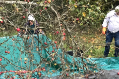 2025_Obsternte_Oktober-08