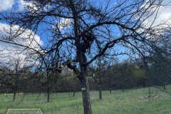 2026-Baumschnitt-im-Maerz-02