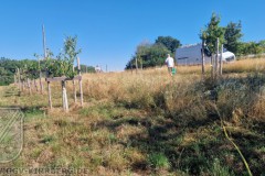 2026-Giessaktion_Kirschberg-06