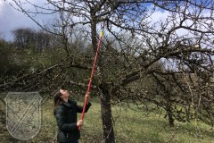 Streuobstwiese-SR-01