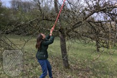 Streuobstwiese-SR-02