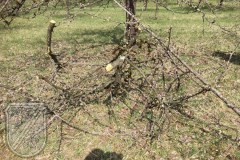 Streuobstwiese-SR-03