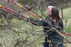 Streuobstwiese-SR-04